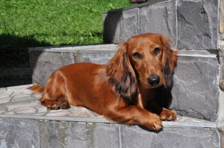 Jamnik d�ugow�osy standardowy – NA’ILA NEFERTUM Kollapsar